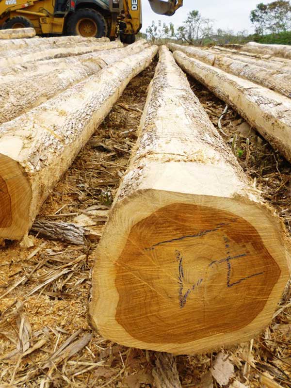 Teak Timber Supplier teak timber log supplier Indonesian teak logs supplier