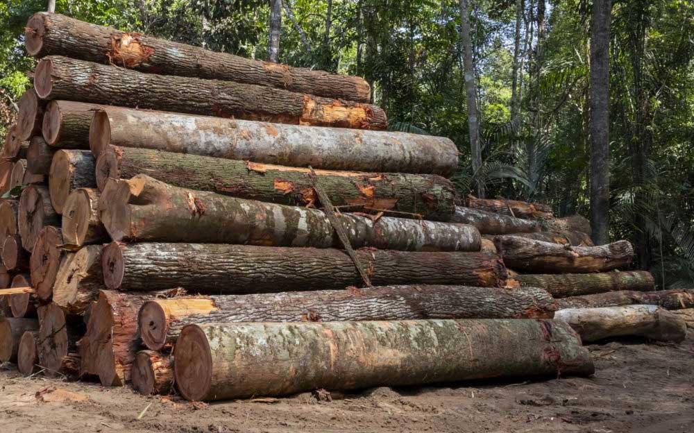 kayu jati gelondongan supplier terbaik amanah sourcing timber logs for furniture from Indonesia