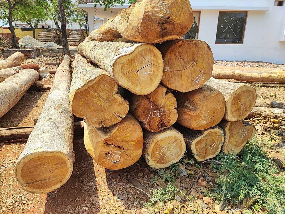 teak woof for furniture; well experienced supplier in Indonesia kayu jati gelondongan keunggulan kayu jati
