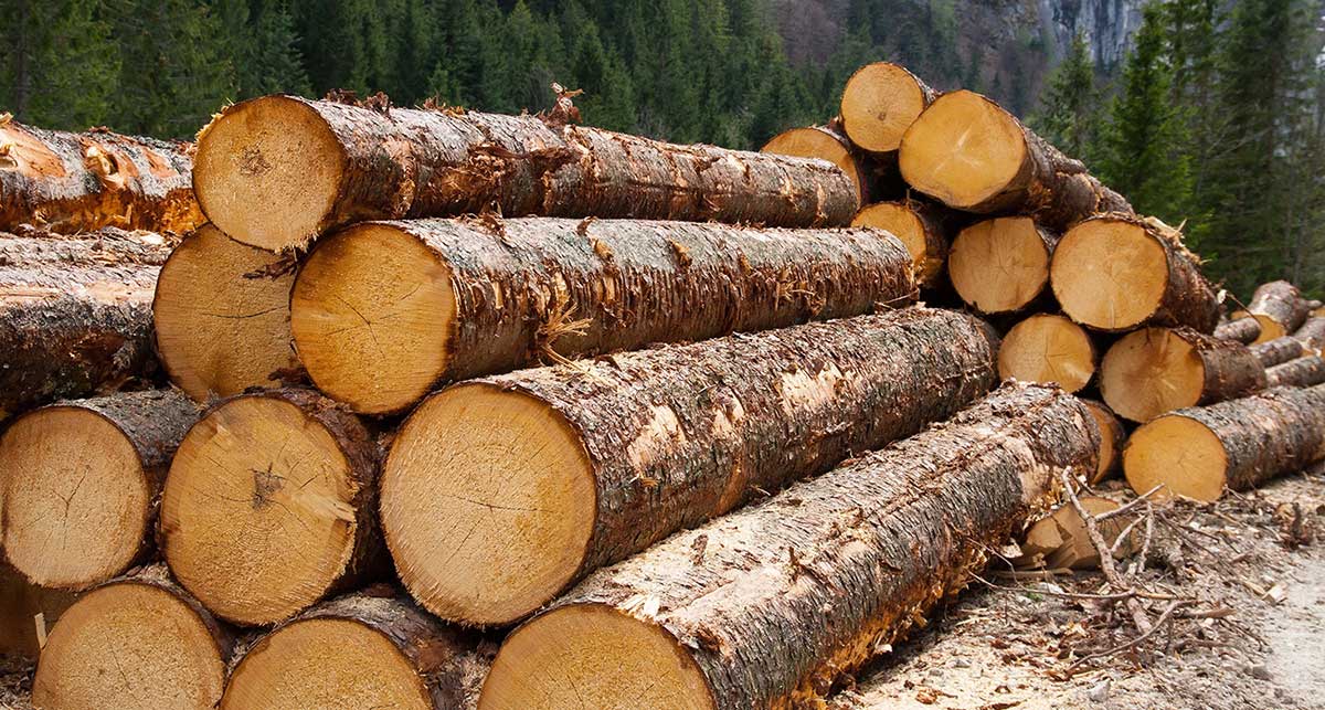 wood logs supplier worldwide delivery teak logs supplier from Indonesia